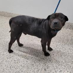 Shelter Stray Male Dog last seen Near BLOCK W EDSEL FORD FWY, DETROIT, MI 48210, 7401 Chrysler Dr, Detroit, MI 48211, USA