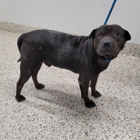 Shelter Stray Male Dog last seen Near BLOCK W EDSEL FORD FWY, DETROIT, MI 48210, 7401 Chrysler Dr, Detroit, MI 48211, USA