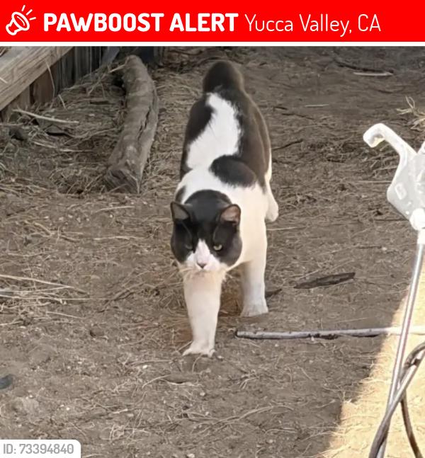 Lost Male Cat last seen Joshua lane , Yucca trail , Onaga Elementary, Yucca Valley, CA 92286