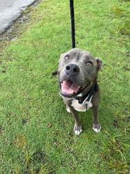 Shelter Stray Female Dog last seen Near BLOCK LINCOLN DR., 3599 NW 79th Ave, Doral, FL 33122, USA