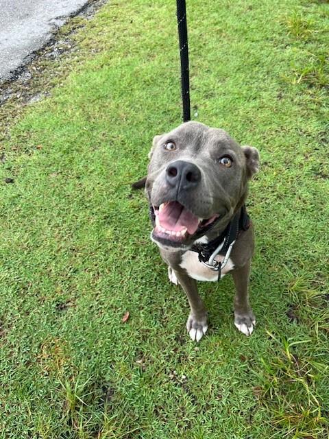 Shelter Stray Female Dog last seen Near BLOCK LINCOLN DR., 3599 NW 79th Ave, Doral, FL 33122, USA