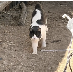 Lost Male Cat last seen Joshua lane , Yucca trail , Onaga Elementary, Yucca Valley, CA 92286