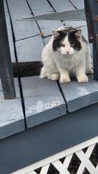 Found/Stray Unknown Cat last seen E oregon pl and Mexico, Aurora, CO 80011