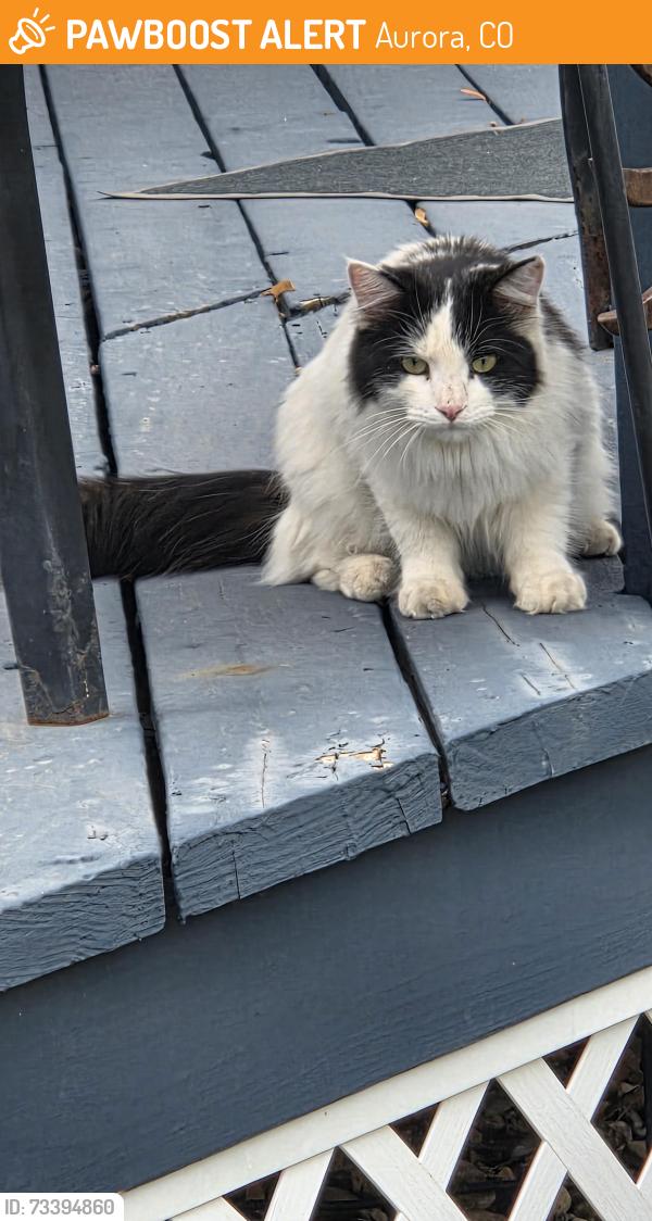 Found/Stray Unknown Cat last seen E oregon pl and Mexico, Aurora, CO 80011