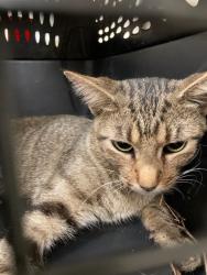 Shelter Stray Unknown Cat last seen Near BLOCK PARK 370 BLVD,63042, 10521 Baur Blvd, Olivette, MO 63132, USA
