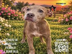 Shelter Stray Female Dog last seen , 3201 Lacy St, Los Angeles, CA 90031, USA