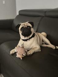 Lost Male Dog last seen 9th street Bloomington, Bloomington, CA 92316