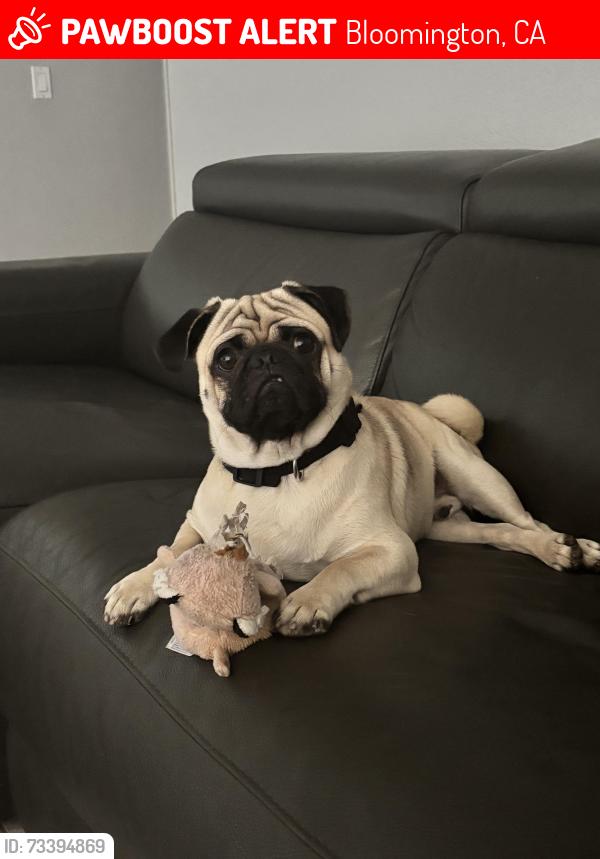 Lost Male Dog last seen 9th street Bloomington, Bloomington, CA 92316