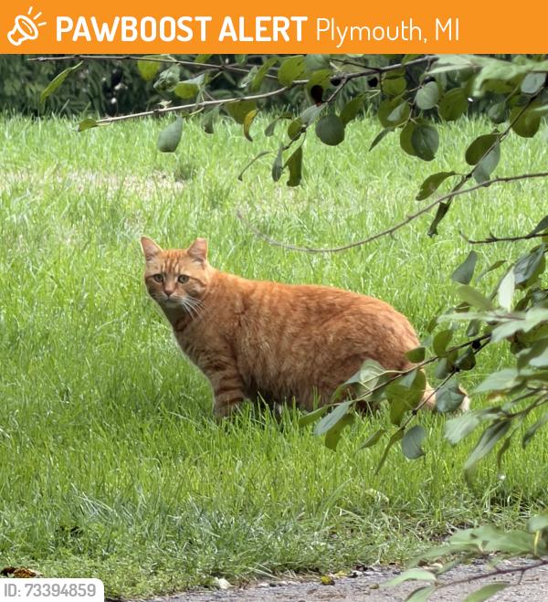 Found/Stray Unknown Cat last seen S Weed Rd, Plymouth, MI 48170