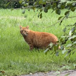 Found/Stray Unknown Cat last seen S Weed Rd, Plymouth, MI 48170