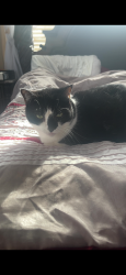 Lost Female Cat last seen Near Sterrittania rd, Erie, PA 16506