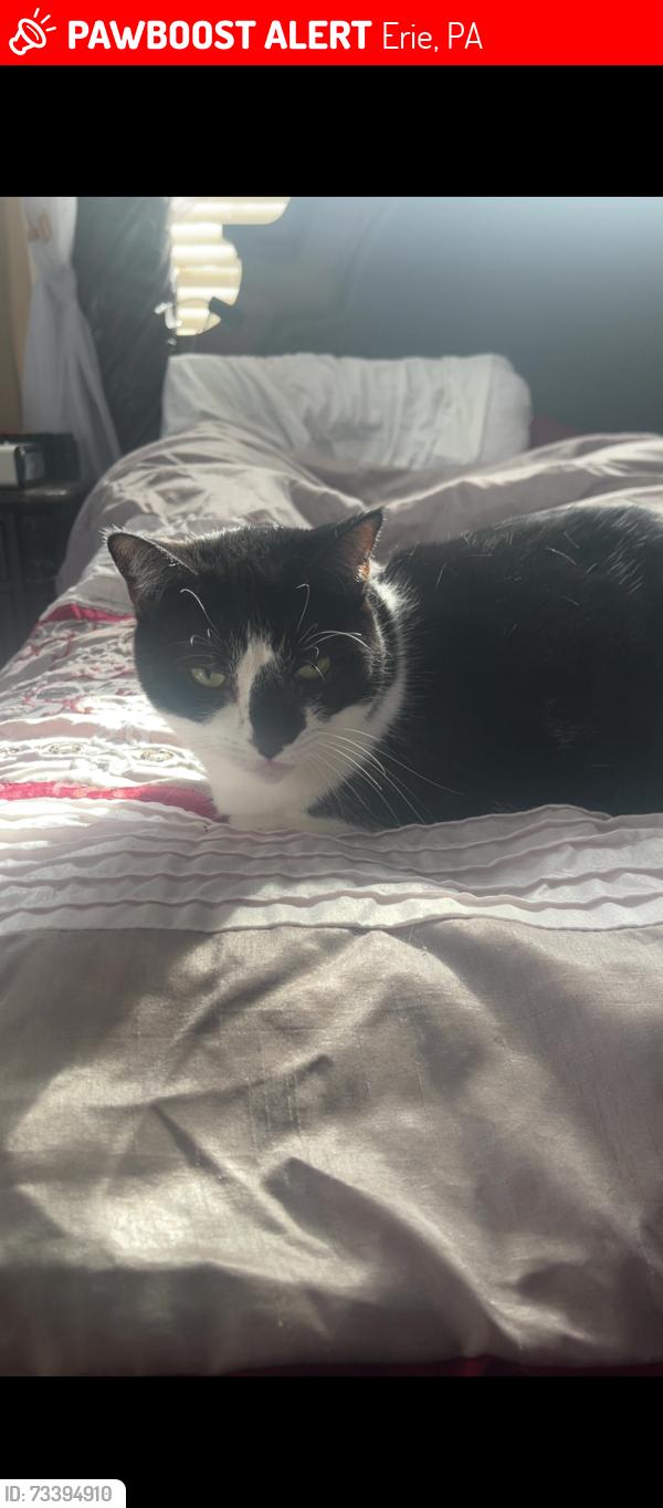Lost Female Cat last seen Near Sterrittania rd, Erie, PA 16506