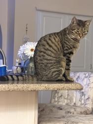 Reunited Male Cat last seen Kilmer way, Hudson, FL 34667