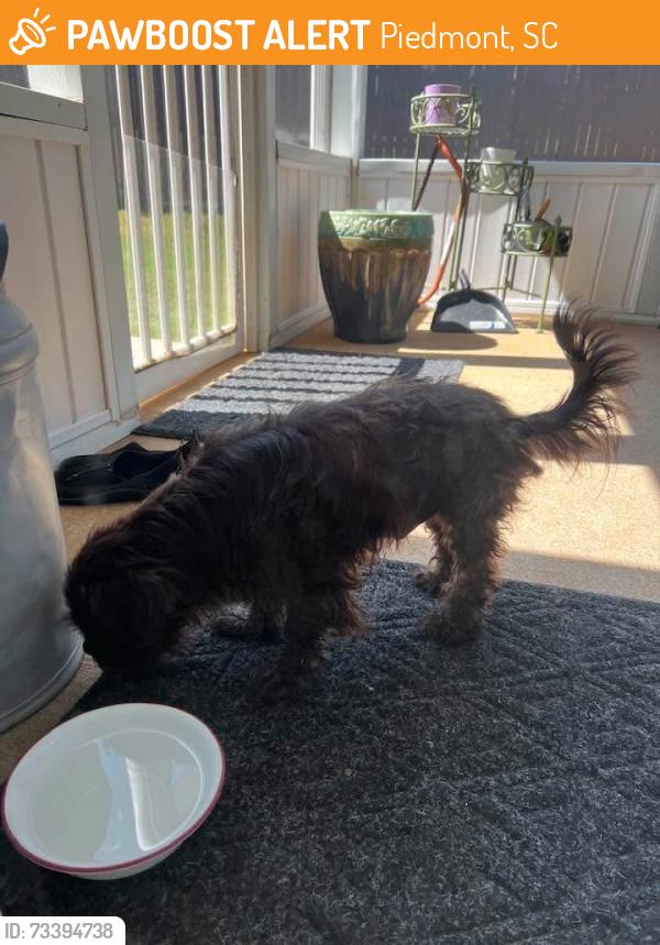 Found/Stray Male Dog last seen Blythwood Dr and Wimberly Ct, Piedmont, SC 29673