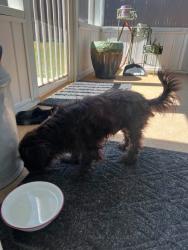 Found/Stray Male Dog last seen Blythwood Dr and Wimberly Ct, Piedmont, SC 29673