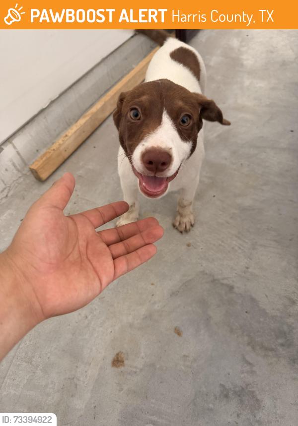 Found/Stray Male Dog last seen Periwinkle brook dr, Harris County, TX 77532