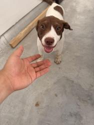 Found/Stray Male Dog last seen Periwinkle brook dr, Harris County, TX 77532