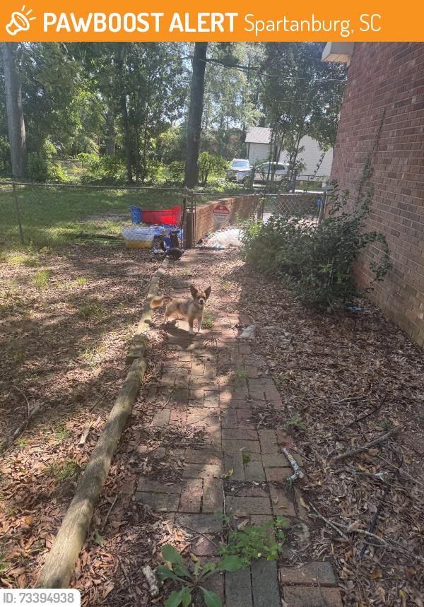 Found/Stray Unknown Dog last seen lidl, ingles, kohls, applebees, Spartanburg, SC 29301