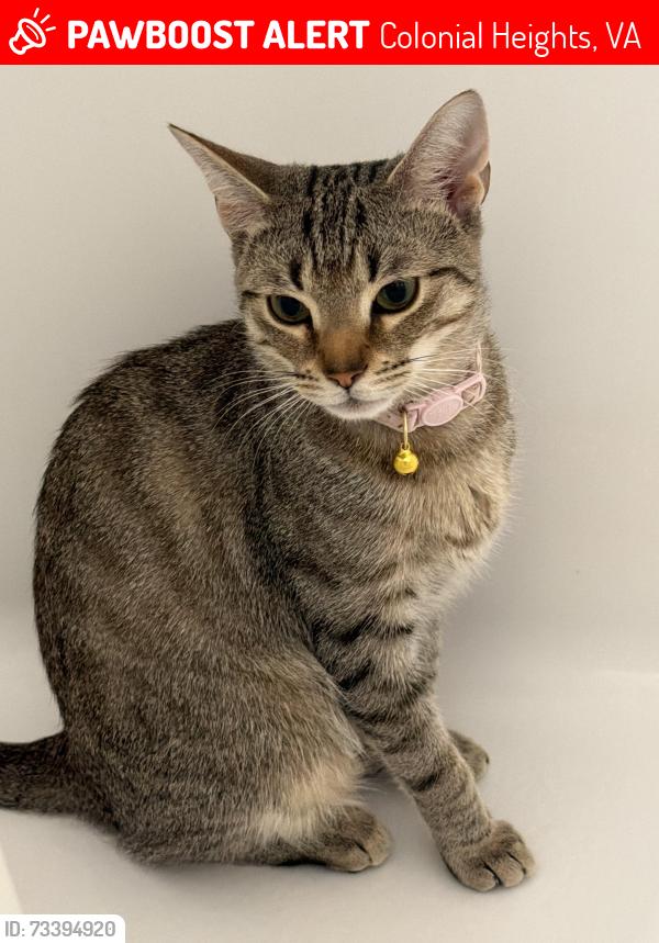 Lost Female Cat last seen jet ave, Colonial Heights, VA 23834