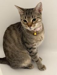 Lost Female Cat last seen jet ave, Colonial Heights, VA 23834