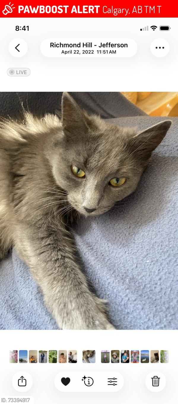 Lost Female Cat last seen Near Masters Dr SE, Calgary, AB T3M 2T7