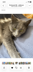 Lost Female Cat last seen Near Masters Dr SE, Calgary, AB T3M 2T7