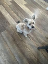 Lost Female Dog last seen Smiley rd, Long County, GA 31316