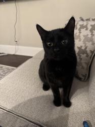Lost Male Cat last seen William Street and Mountainview Ave, Piscataway, NJ 08854