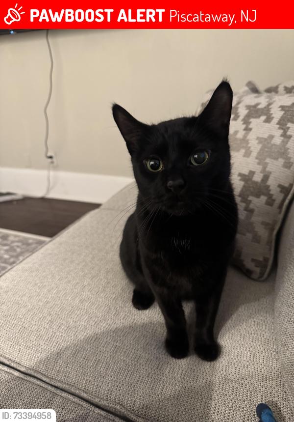 Lost Male Cat last seen William Street and Mountainview Ave, Piscataway, NJ 08854