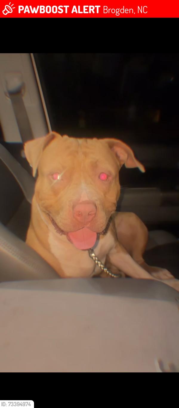 Lost Male Dog last seen Dudley, Brogden, NC 28333