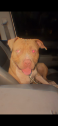 Lost Male Dog last seen Dudley, Brogden, NC 28333