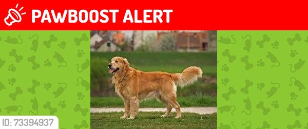 Lost Male Dog last seen Vancouver BC, Metro Vancouver, BC 