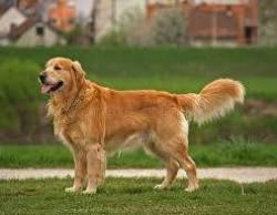 Lost Male Dog last seen Vancouver BC, Metro Vancouver, BC 