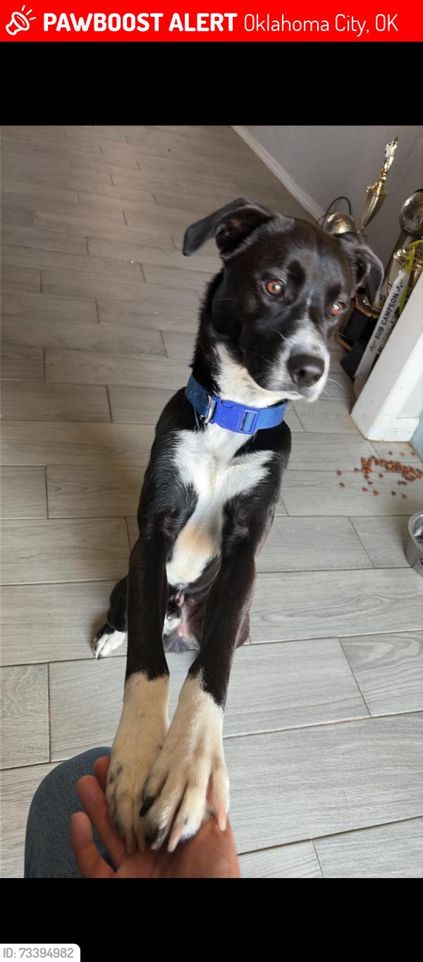 Lost Male Dog last seen Near shields and Santa fe SW 44, Oklahoma City, OK 73129