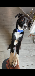 Lost Male Dog last seen Near shields and Santa fe SW 44, Oklahoma City, OK 73129
