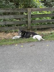 Found/Stray Male Dog last seen South of Kady lane on bikepath near Chatterton parkland, Columbus, OH 43232
