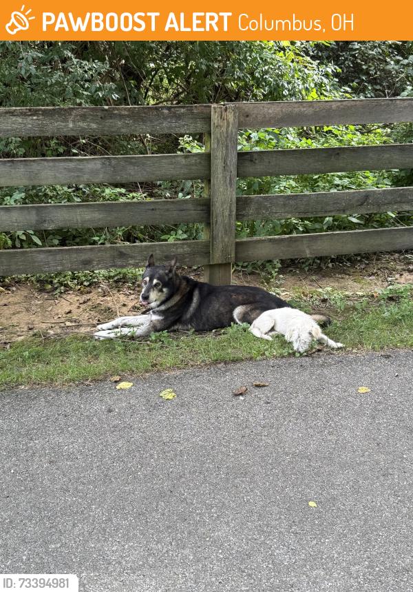 Found/Stray Male Dog last seen South of Kady lane on bikepath near Chatterton parkland, Columbus, OH 43232