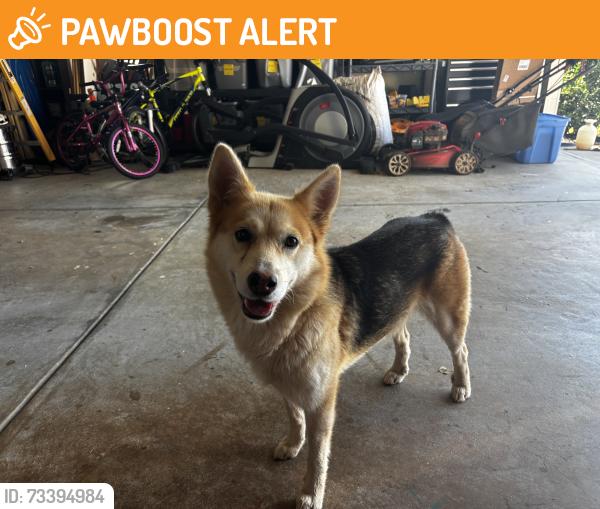 Found/Stray Female Dog last seen Burberry and Firetown Road, Anderson County, SC 29697