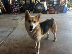 Found/Stray Female Dog last seen Burberry and Firetown Road, Anderson County, SC 29697