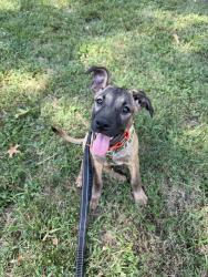 Found/Stray Female Dog last seen Albermarle Rd and Jenkins Dr Charlotte, NC 28212, Charlotte, NC 28212