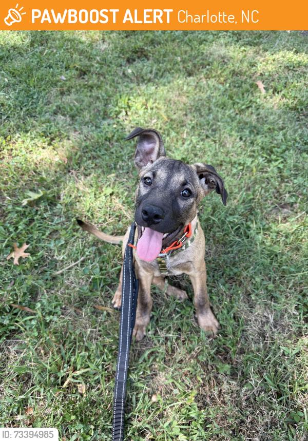 Found/Stray Female Dog last seen Albermarle Rd and Jenkins Dr Charlotte, NC 28212, Charlotte, NC 28212