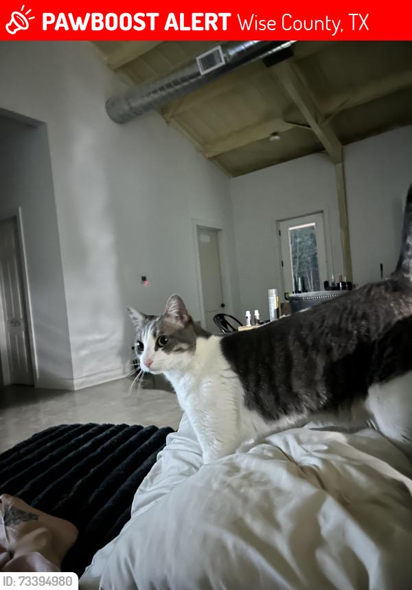 Lost Female Cat last seen Private road 4638/ Ross ln, Wise County, TX 76023