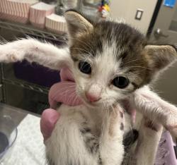 Shelter Stray Male Cat last seen Near W Chase Avenue, El Cajon, CA, 92020, El Cajon, CA 92020, USA