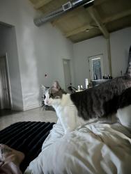 Lost Female Cat last seen Private road 4638/ Ross ln, Wise County, TX 76023