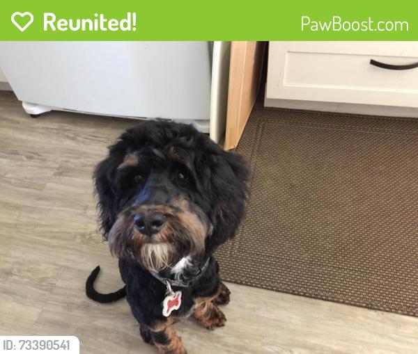 Reunited Male Dog last seen Foothill/B St, Hayward, CA 94541
