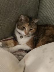 Reunited Female Cat last seen Lake cove pointe/tierra verde ln, Winter Garden, FL 34787