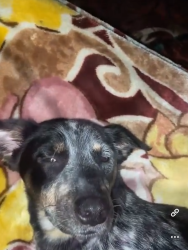 Lost Female Dog last seen Near n 1st, Harlingen, TX 78550