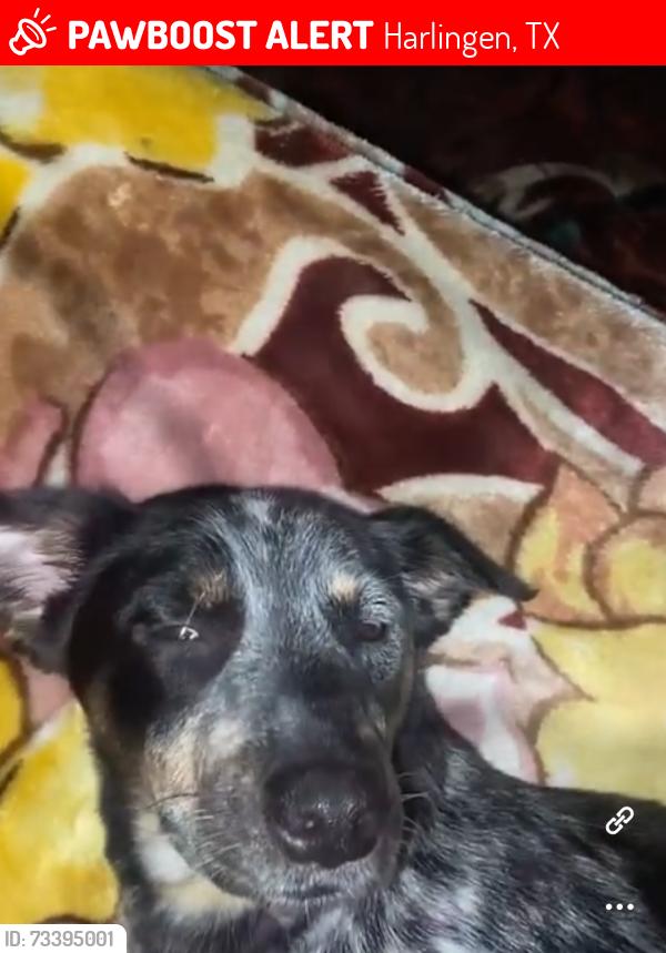 Lost Female Dog last seen Near n 1st, Harlingen, TX 78550