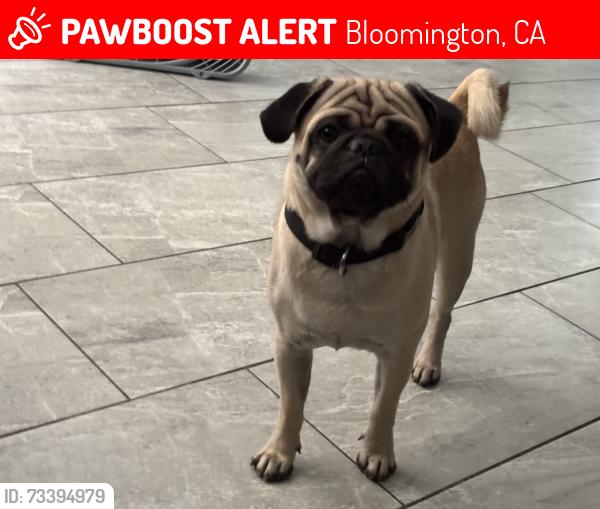 Lost Male Dog last seen 9th street in Bloomington CA, Bloomington, CA 92316