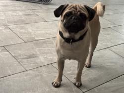 Lost Male Dog last seen 9th street in Bloomington CA, Bloomington, CA 92316